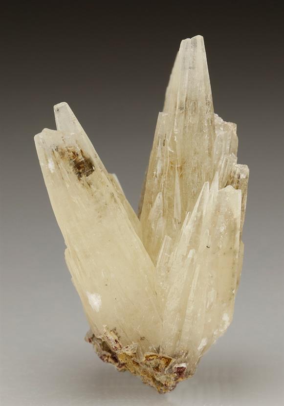 CC5566 specimen image