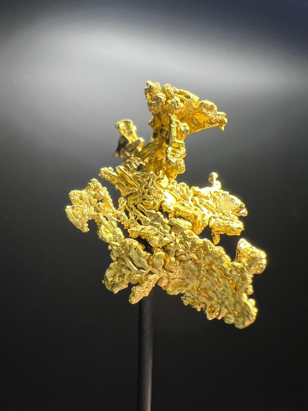 CC58225 specimen image