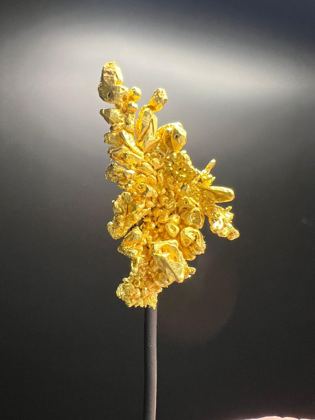 CC58229 specimen image