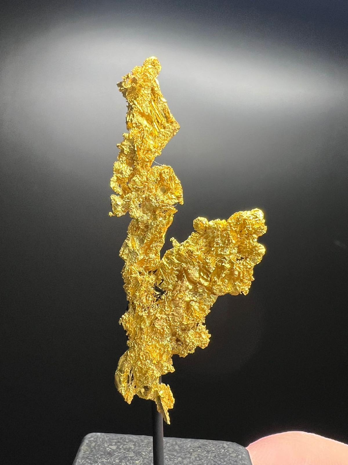 CC58237 specimen image