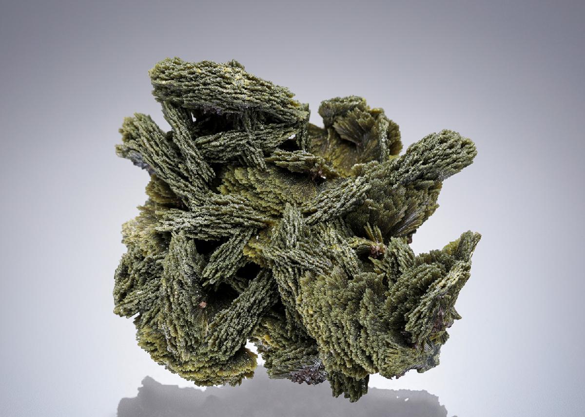 CC5902 specimen image