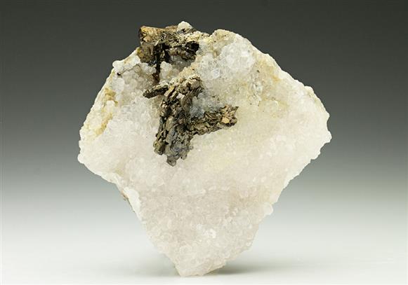 CC6573 specimen image