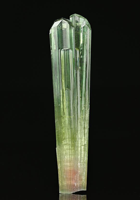CC7537 specimen image