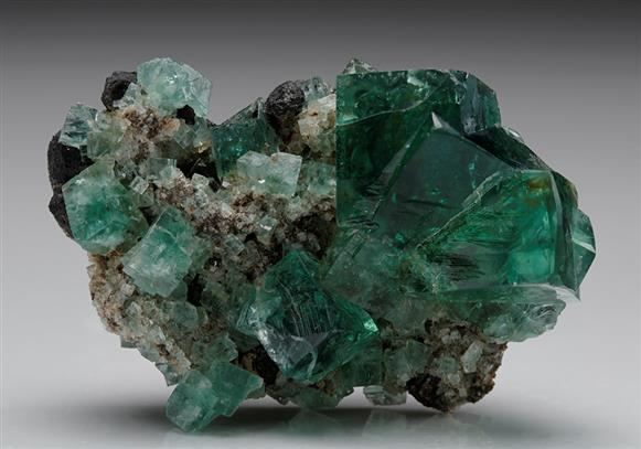 CC7704 specimen image