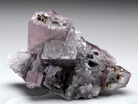 CC7796 specimen image