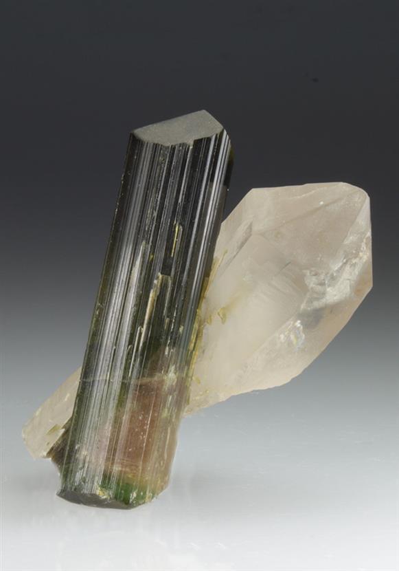 CC9091 specimen image
