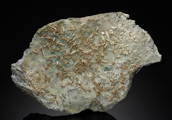 CC10016 specimen image