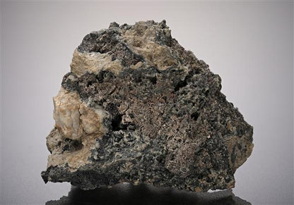 CC10082 specimen image