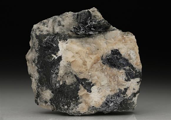 CC10101 specimen image
