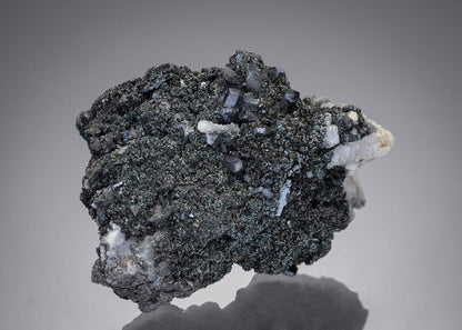 CC10110 specimen image