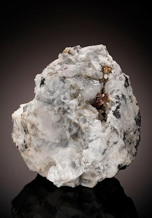 CC10117 specimen image