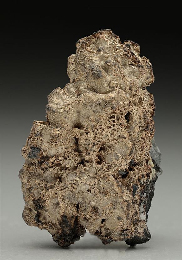 CC10130 specimen image