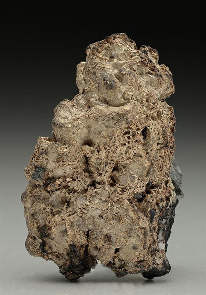 CC10130 specimen image
