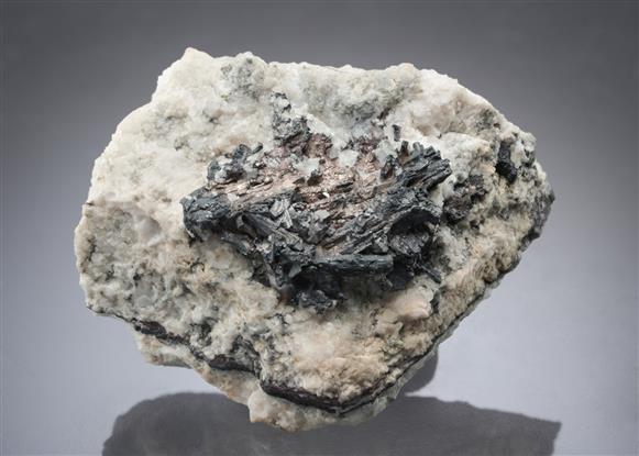 CC10133 specimen image