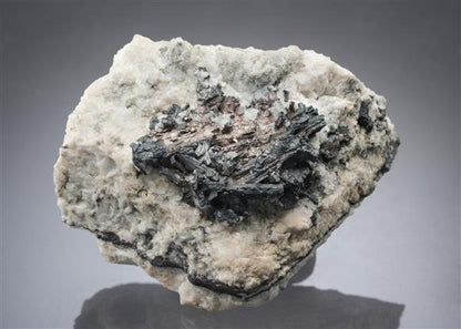 CC10133 specimen image