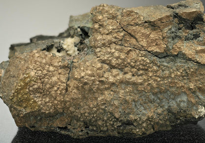 CC10135 specimen image