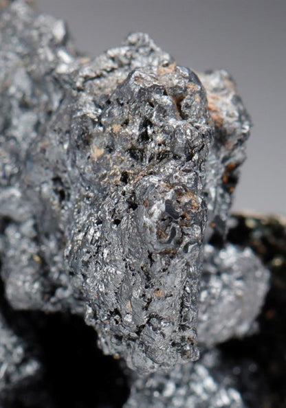 CC10137 specimen image