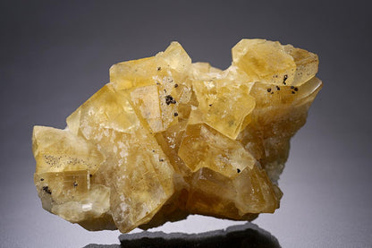 CC10160 specimen image