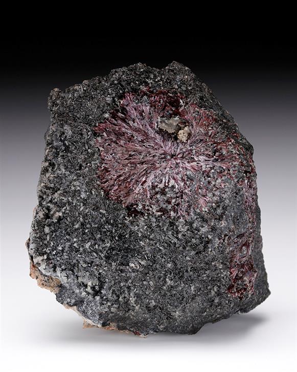CC10216 specimen image