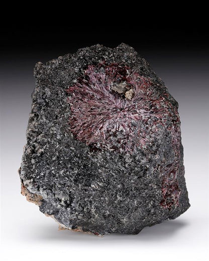 CC10216 specimen image