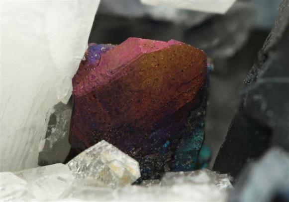 CC10299 specimen image