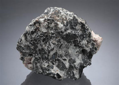 CC10336 specimen image