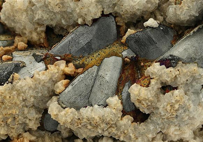 CC10369 specimen image