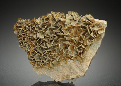 CC10411 specimen image