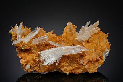 CC10437 specimen image