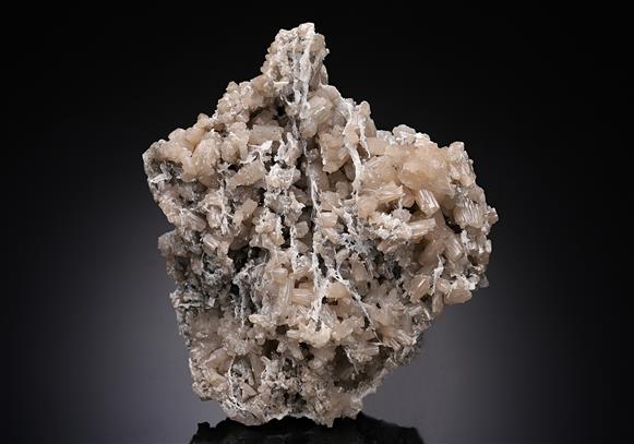 CC10454 specimen image