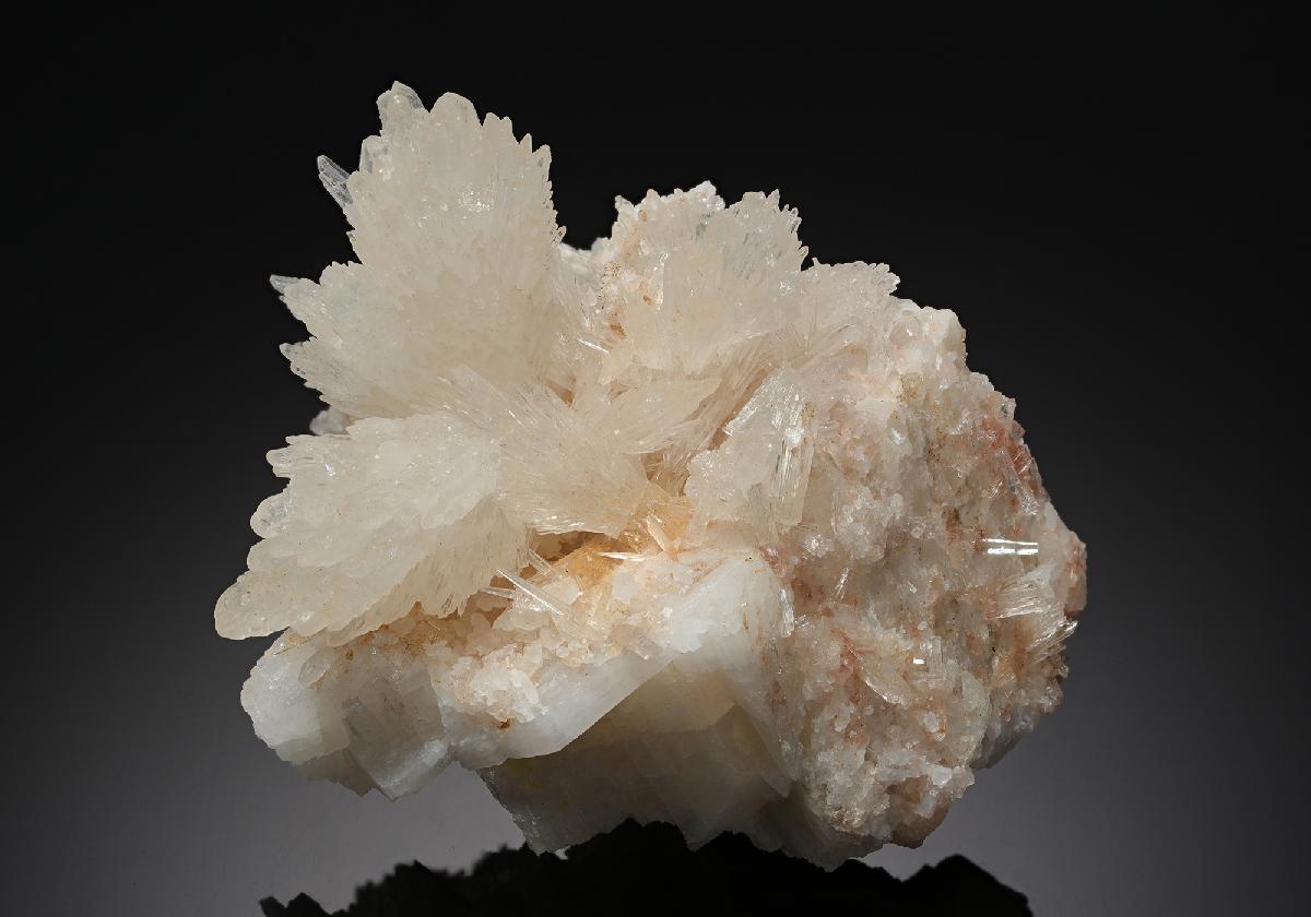 CC10555 specimen image