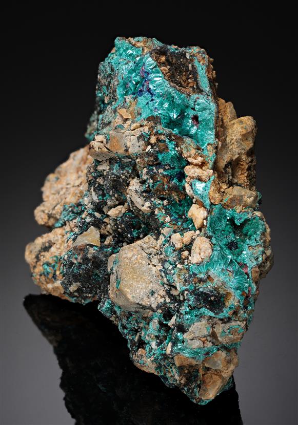 CC10556 specimen image
