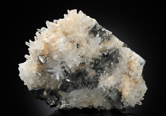 CC10596 specimen image