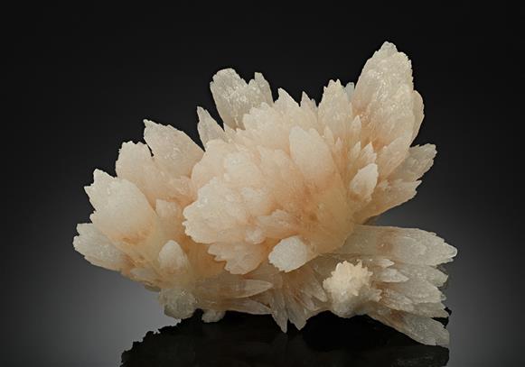 CC10640 specimen image