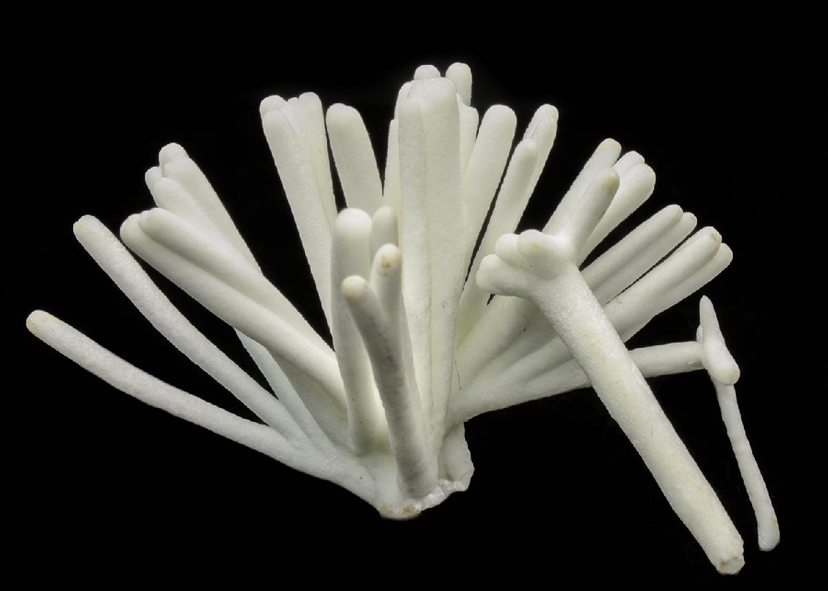 CC10691 specimen image