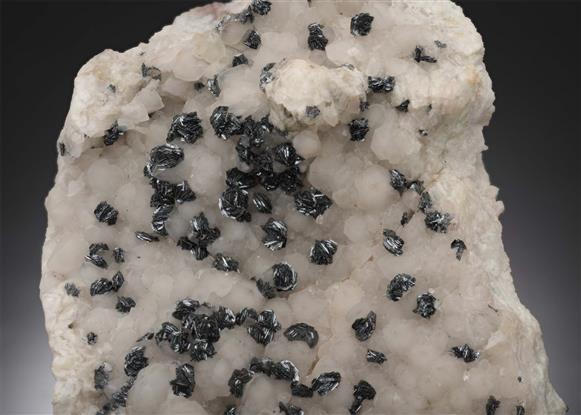 CC1071 specimen image