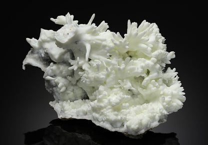 CC10815 specimen image