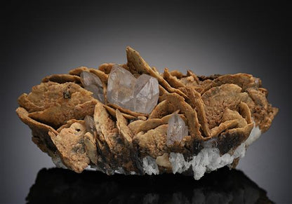 CC10854 specimen image