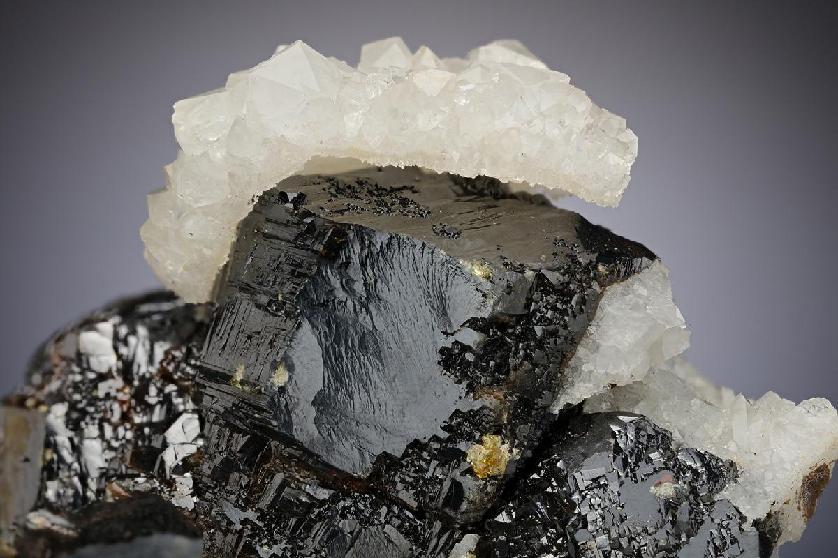 CC10891 specimen image