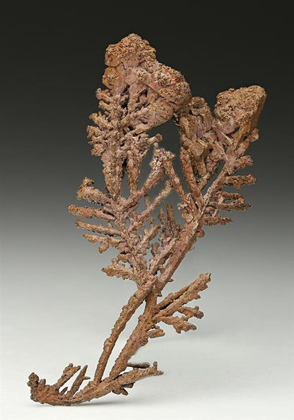 CC10928 specimen image