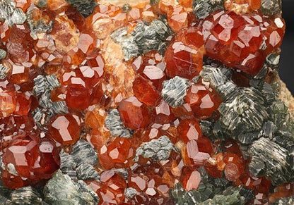 CC10981 specimen image