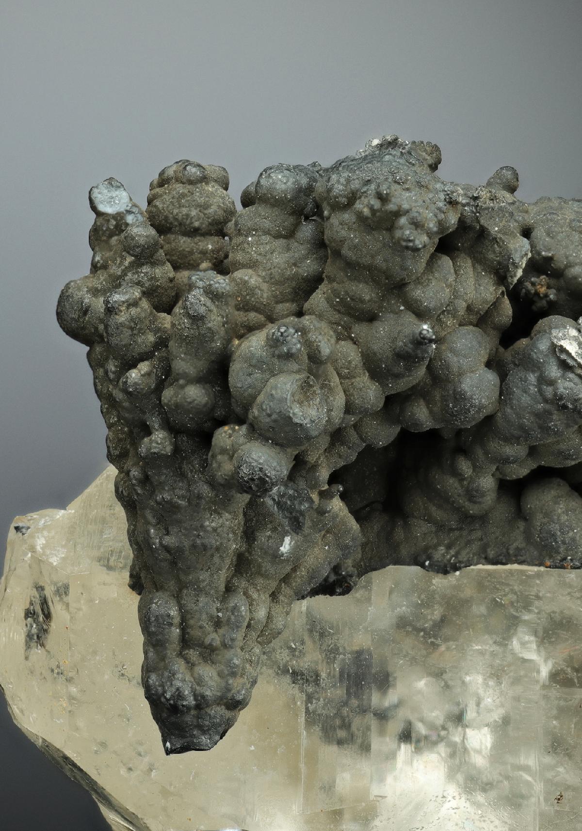 CC11031 specimen image