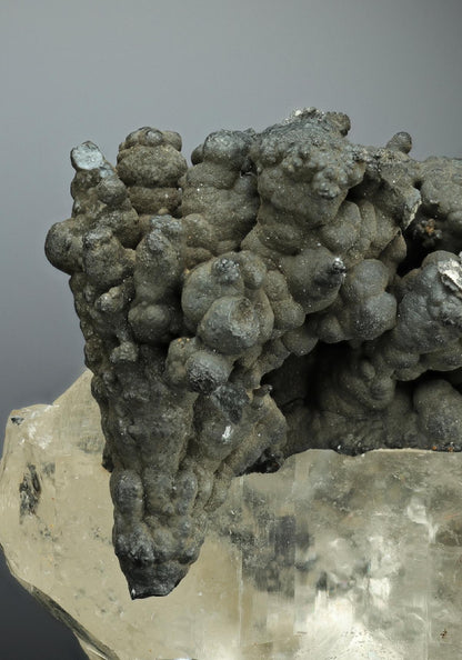 CC11031 specimen image