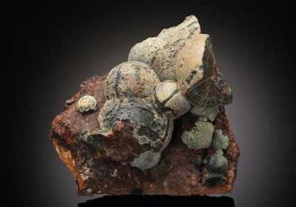 CC11064 specimen image