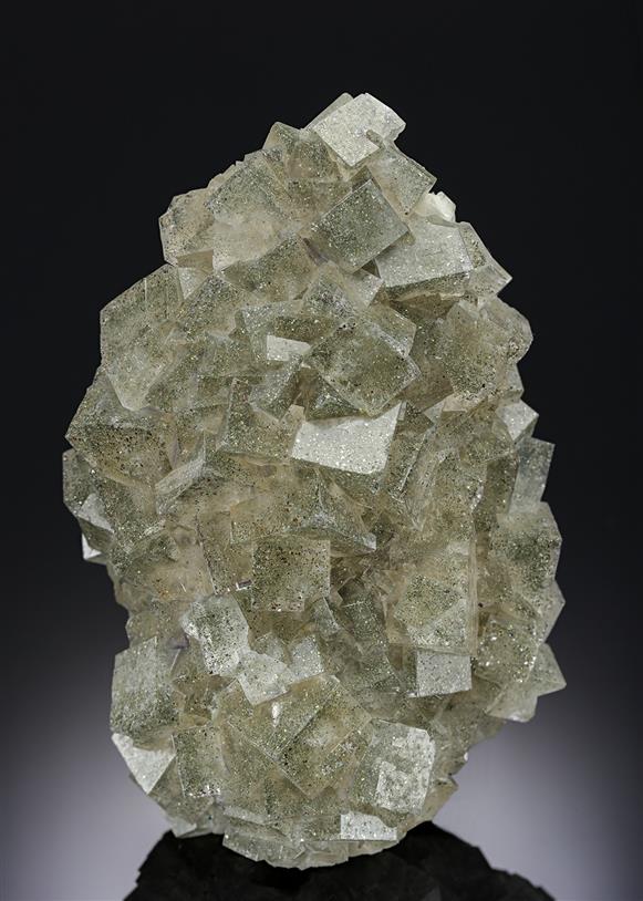 CC11172 specimen image