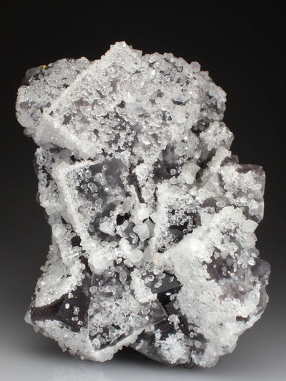 CC1117 specimen image