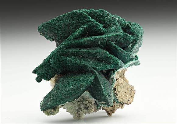 CC11187 specimen image