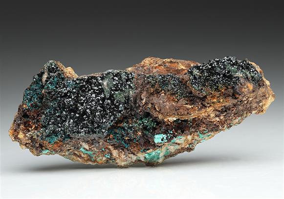 CC11228 specimen image