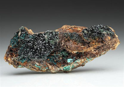 CC11228 specimen image