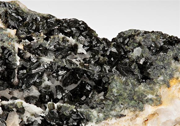 CC11229 specimen image